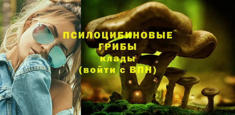 Псилоцибиновые грибы Psilocybine cubensis  Лебедянь 